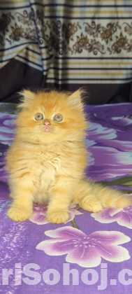 Persian cat